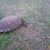 Kristine Rose Brown's profile image