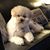 Annie Fennell Simmons's profile image