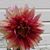 Sherri Field's profile image