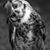 Noite Coruja's profile image