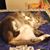 Catherine Yoes's profile image