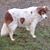 Susan Hytholt-Dahl's profile image