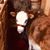 Myra Lane's profile image