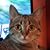 Parker Bowles's profile image