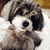 Dennis Haase's profile image