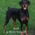 Steve Pisanti's profile image