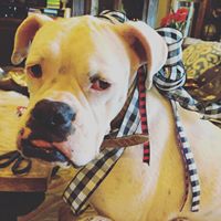 Lovey Howell Chambers's profile image