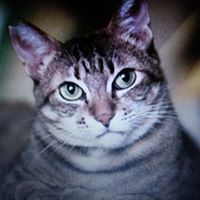 Klaus Kiefer's profile image