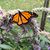 Carol Pampuch Stankey's profile image