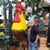Roy McCorkle Rooster's profile image