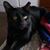 Marianna Orso's profile image