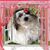 Beverly Davis Gacioch's profile image