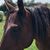 Rachelle Anne's profile image