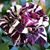 Cin Van's profile image