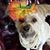 Sharon Finfrock McComas's profile image