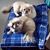 Priscilla Jane Raykoske's profile image