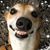 Petja Waider's profile image