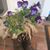 Sheryl Chittenden's profile image