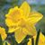 Codee Kirkby Janusz's profile image