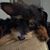 Diana Zangara Dieni Smith's profile image
