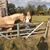 Sarah Ann Pollack's profile image