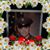 Charlene Blankenship's profile image