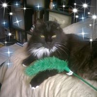 Lia Greco's profile image