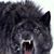 David Jacobs's profile image