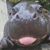 Judy Pickering's profile image