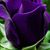 Bessie Brown's profile image