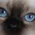Sandra Passios Parker's profile image