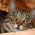 Ram Reniel's profile image