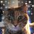 Janet Amsbary's profile image