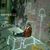 Harjas Bedi's profile image