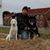 Peggy Snyder Ruedisueli's profile image