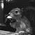 Dan McInerney's profile image