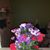 Judy Falcone's profile image