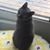 Samantha S. Cole-Lawrence's profile image