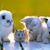 Joyce C Nichols McClellan's profile image