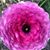 Dina Desiderio-Scotto's profile image
