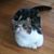 Richard Scheuerman's profile image