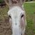 Inez Fox Smith's profile image
