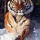 Tigerisonu's profile image