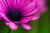 Reggina G.'s profile image