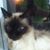 Coni Oldham-newman's profile image