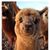 Sue Hodge's profile image