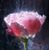 Donna Stewart Santifort's profile image