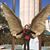 Sue Morrison's profile image