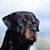 Steve Geier's profile image