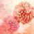 Rose Chicarelli Weaver's profile image